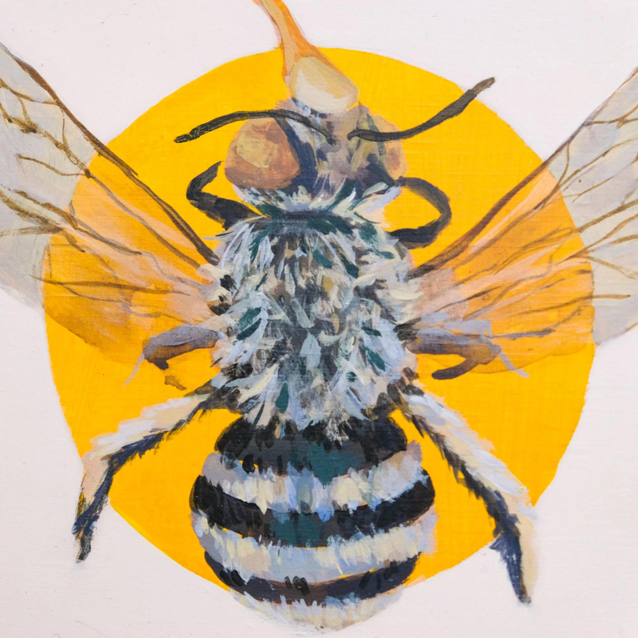 Amegilla Chlorocyanea_Wearesavingthewrongbees_OriginalArtwork_KatStefanova_AustralianNativeBees_closeup.jpg