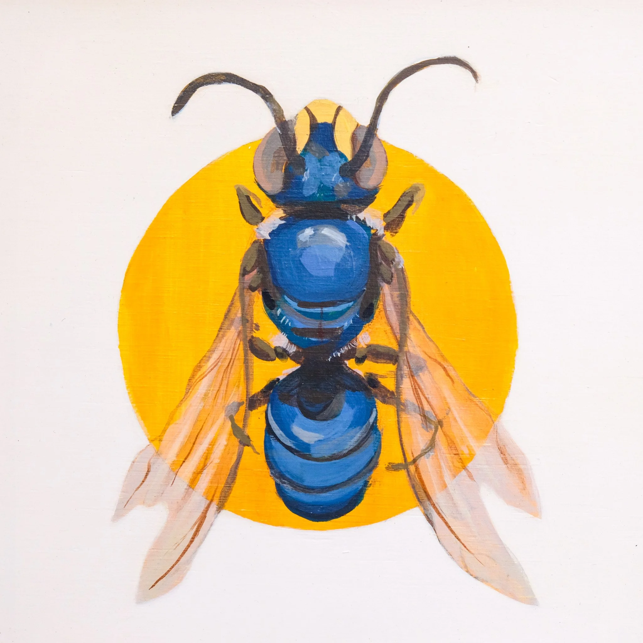 Disjunctus Hylaeine_Wearesavingthewrongbees_OriginalArtwork_KatStefanova_AustralianNativeBees_detail3.jpg