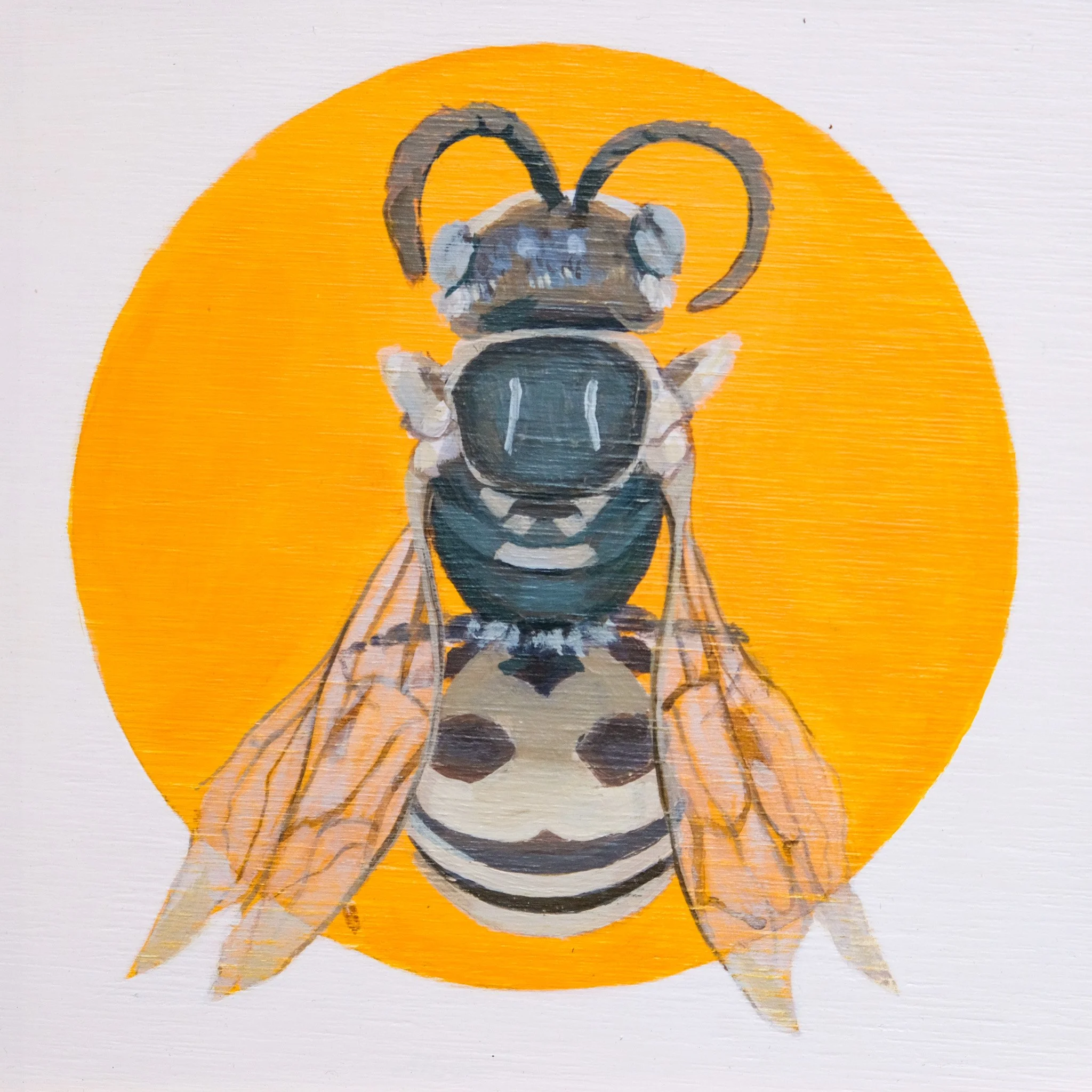 Albozebratus Hylaeine_Wearesavingthewrongbees_OriginalArtwork_KatStefanova_AustralianNativeBees_closeup.jpg