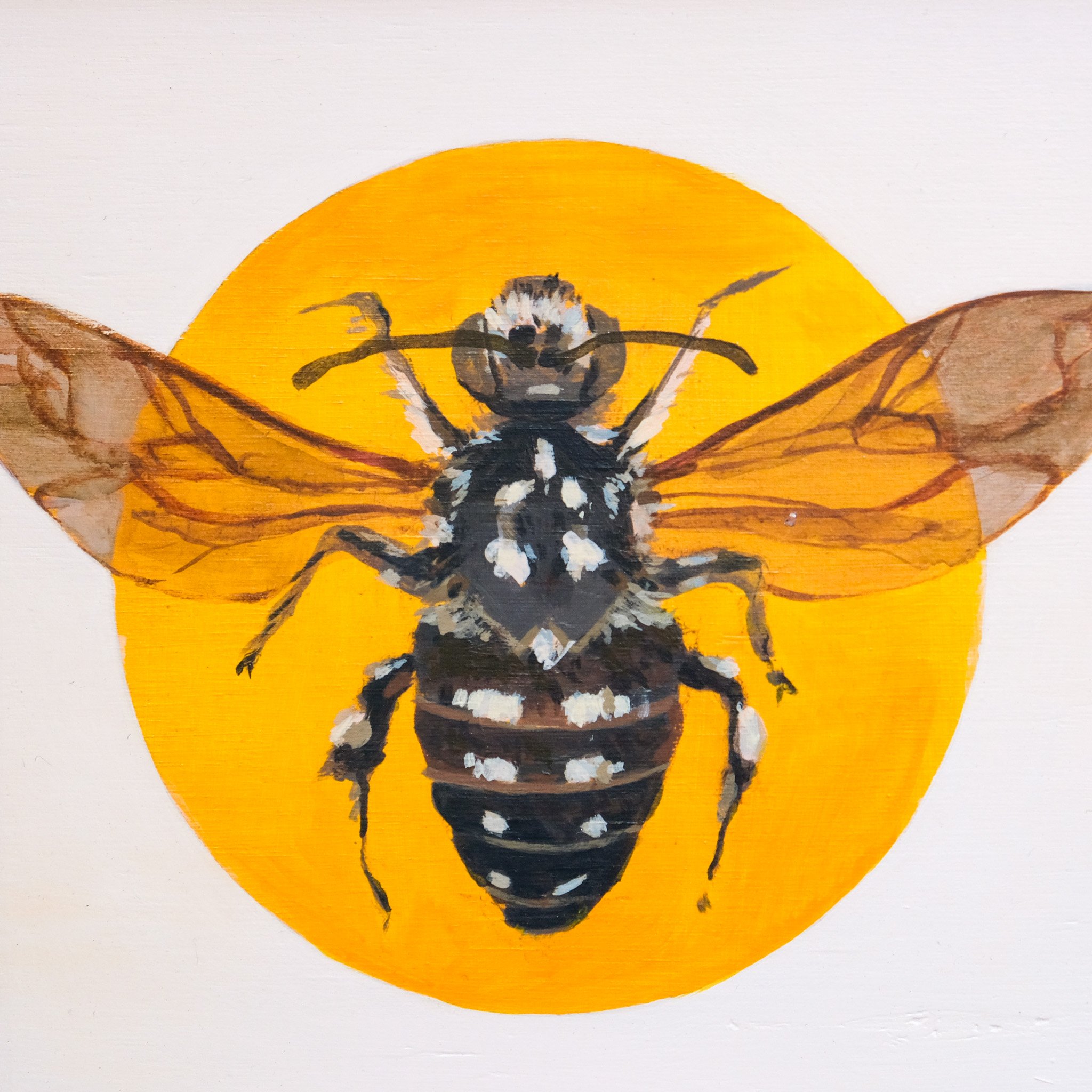 Thyreus Lugubris_Wearesavingthewrongbees_OriginalArtwork_KatStefanova_AustralianNativeBees_closeup.jpg