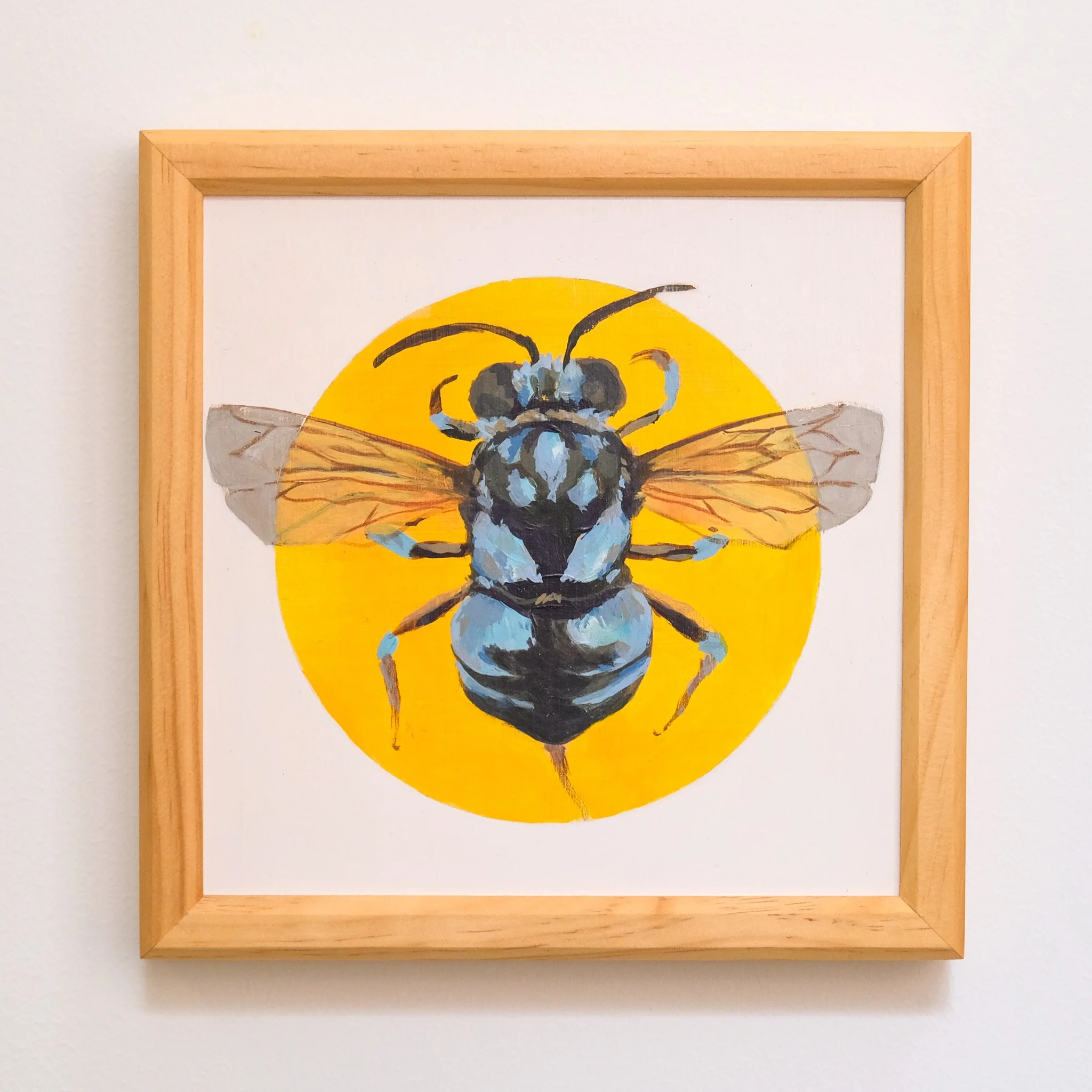 Thyreus Nitidus 21x21cm