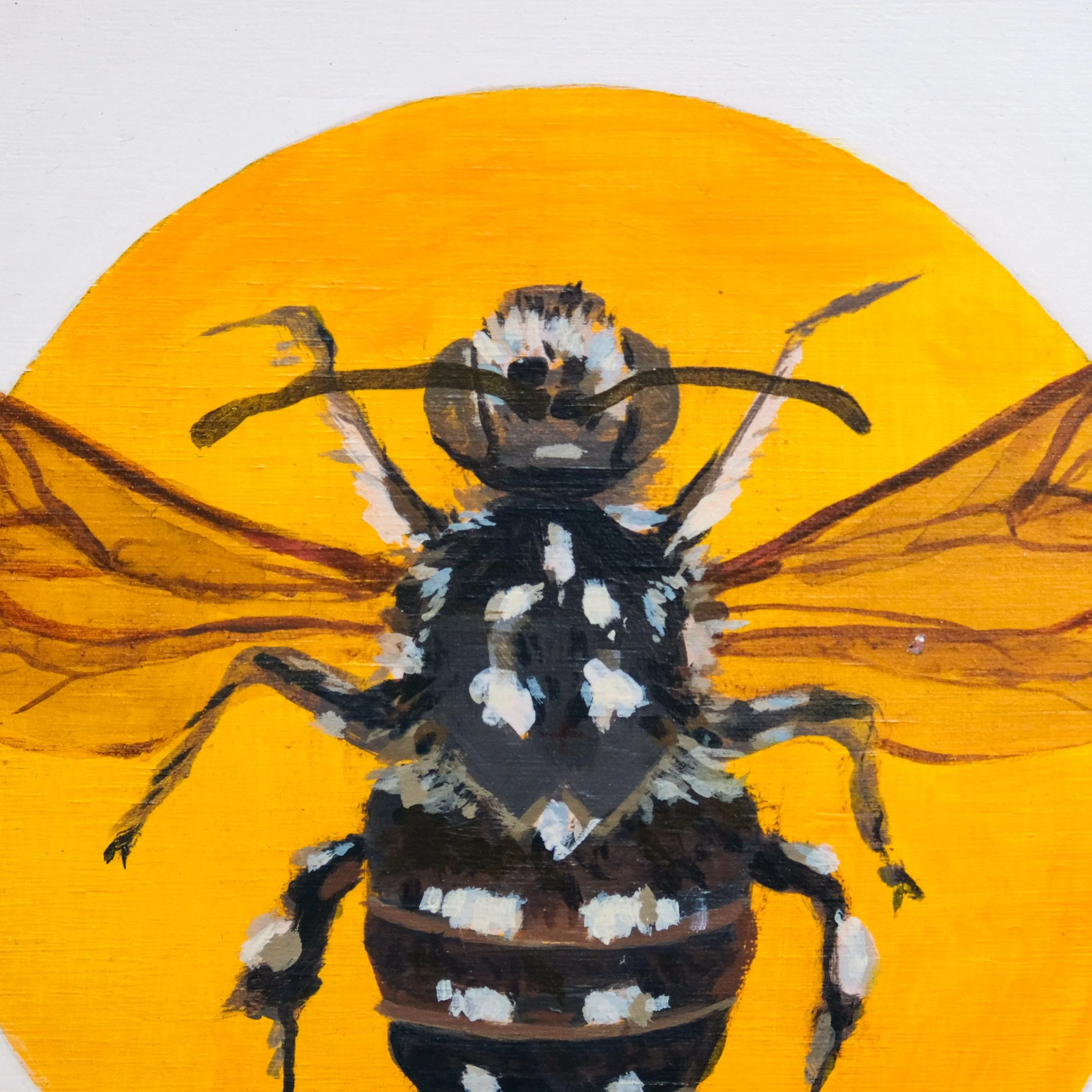 Thyreus Lugubris_Wearesavingthewrongbees_OriginalArtwork_KatStefanova_AustralianNativeBees_detail3.jpg