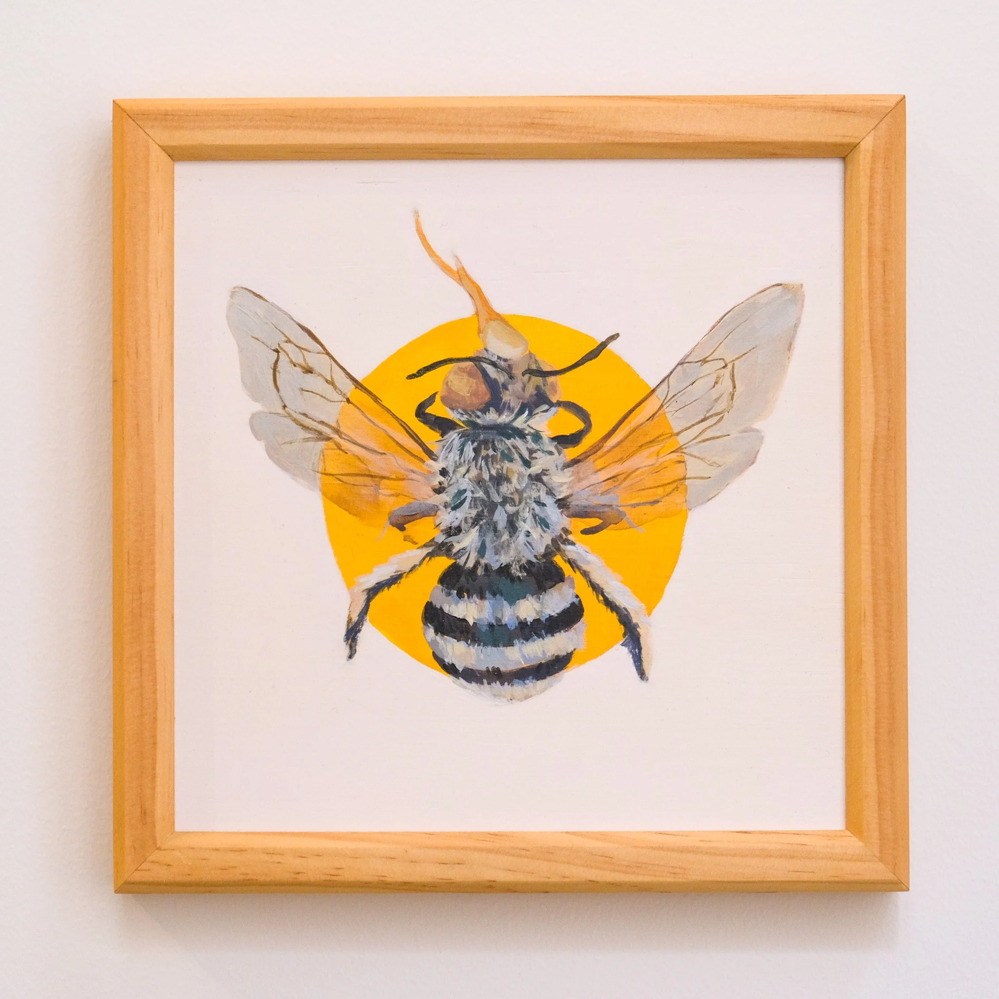 Amegilla Chlorocyanea 21x21cm