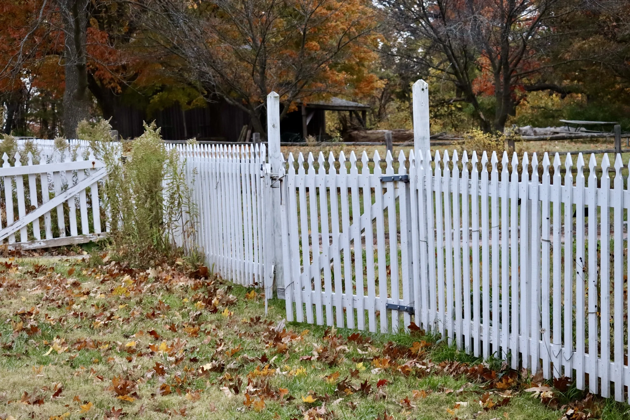 Anne of Green Gables vibe at Faust Park Nov 2025