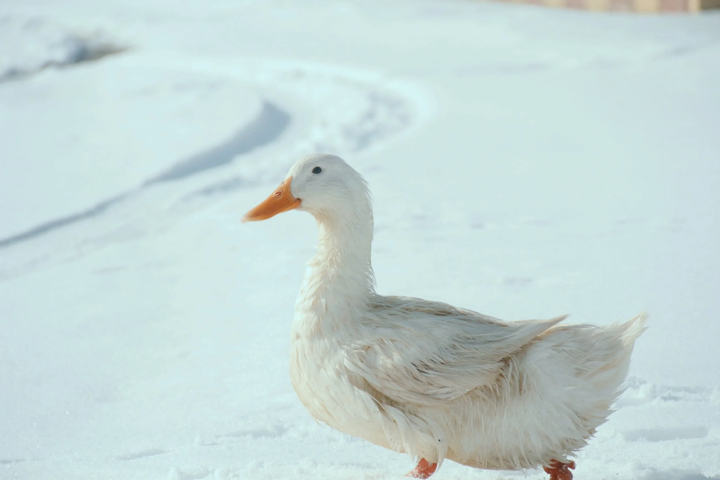Duck! Who goes there?
