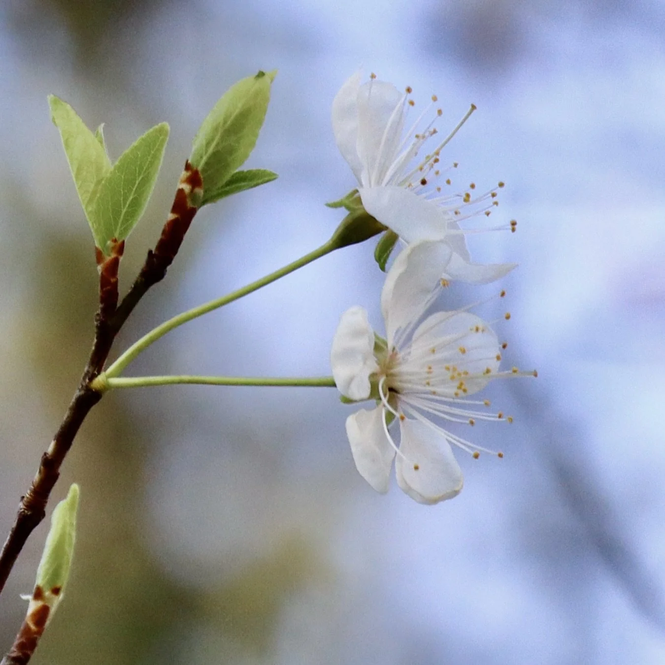 Spring branches burst with these delicate white flowers. March 23, 2026