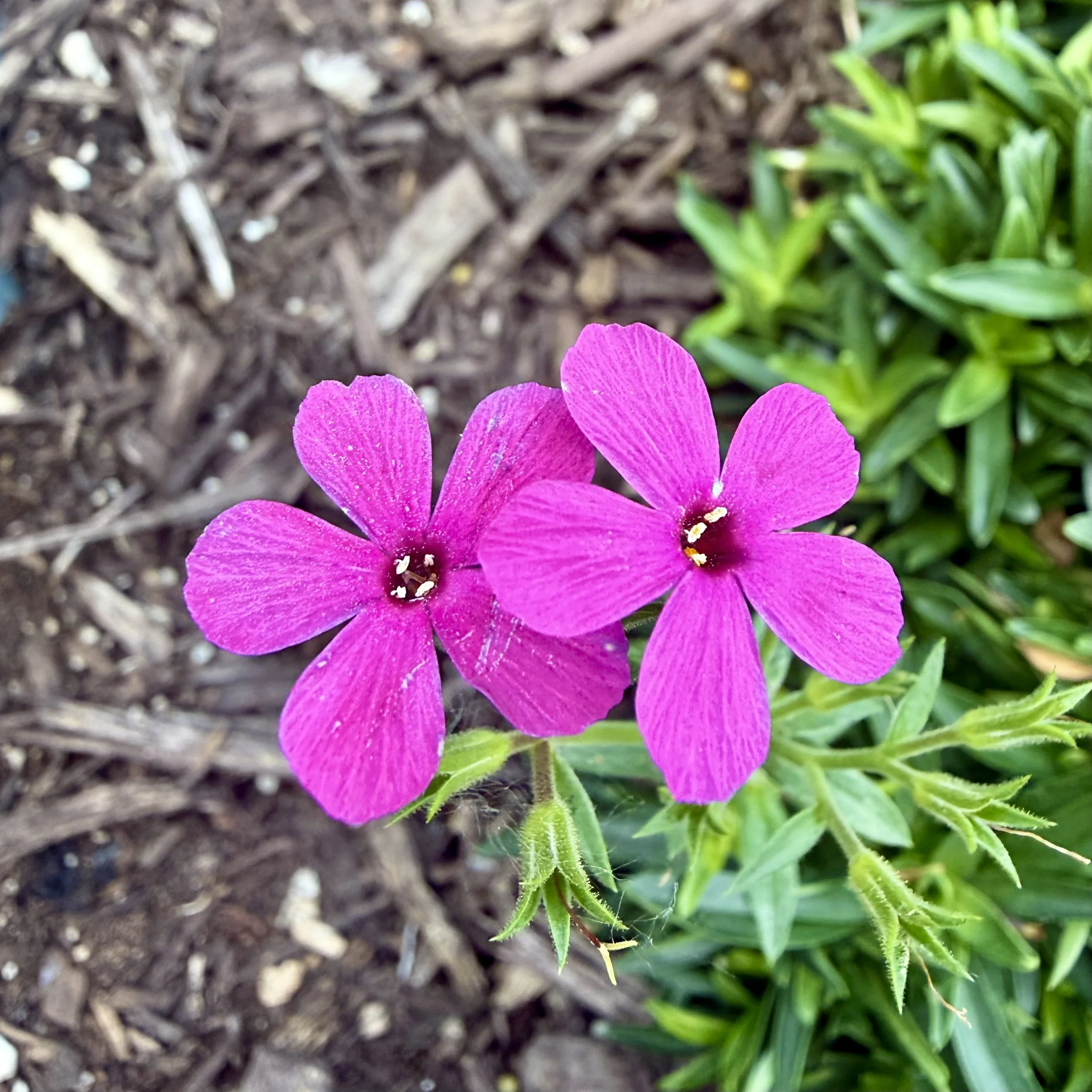These beauties stood out among a myriad of flowers because of their contentment to simply be who they were created to be.