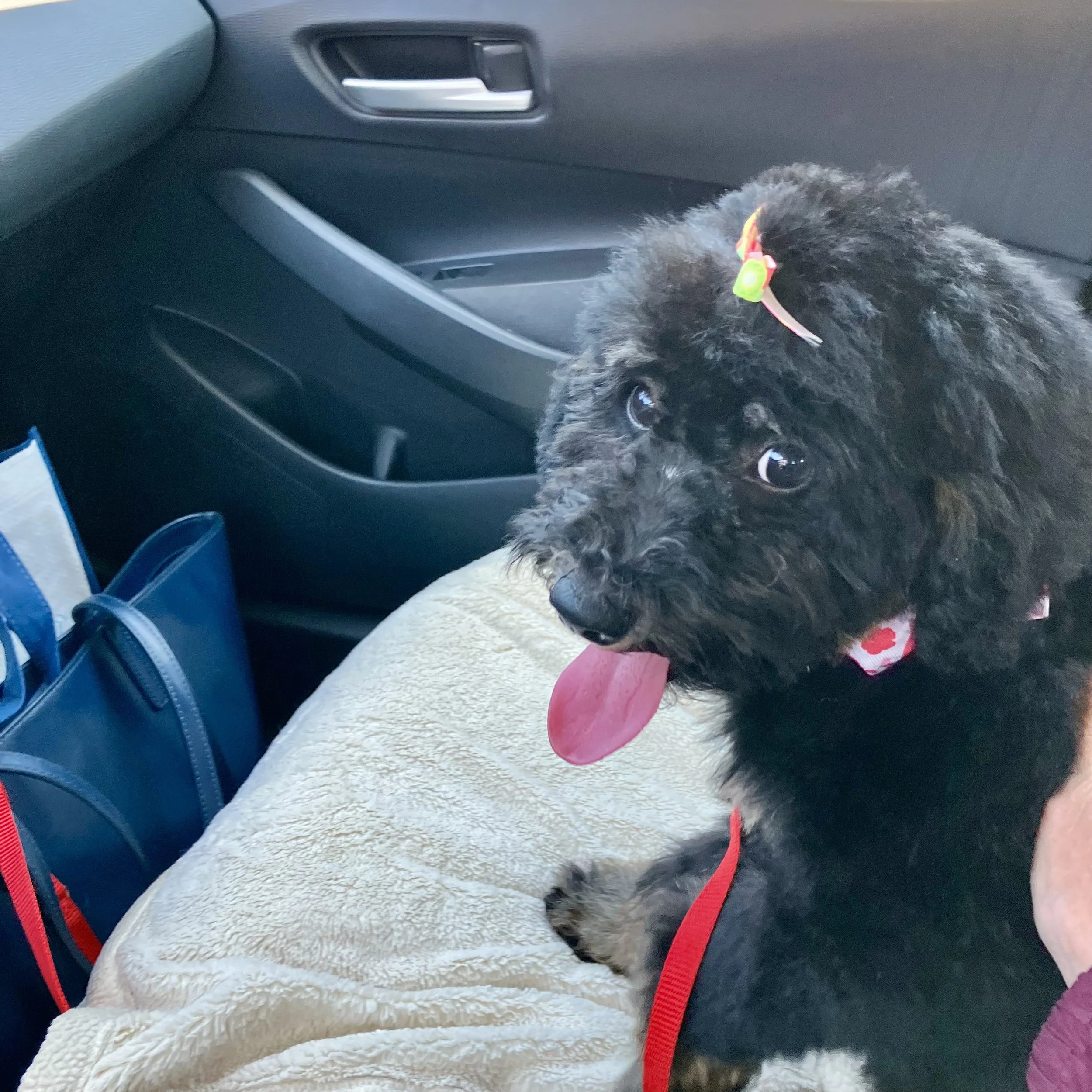 Meet Rosie