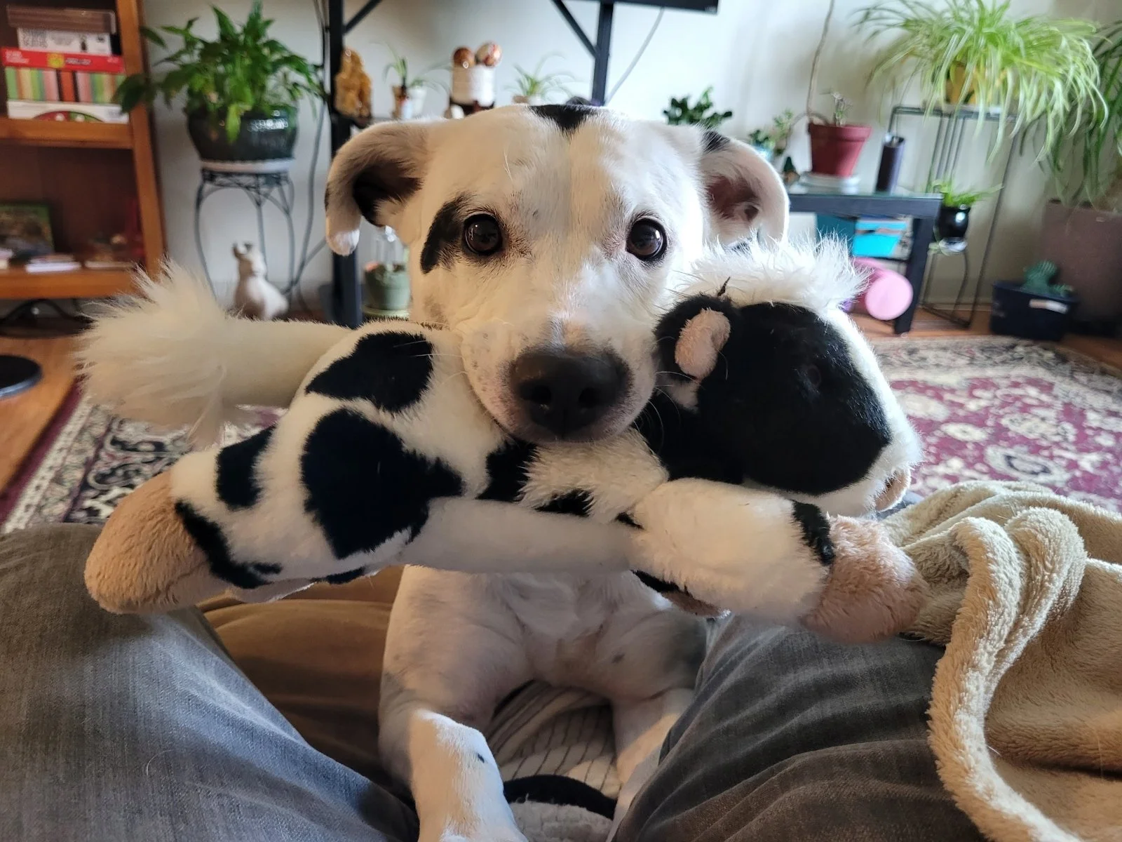 A white dog with black spots cuddling a black and white plush cow toy, sitting on someone's legs in a cozy living room with plants, furniture, and a patterned rug in the background.