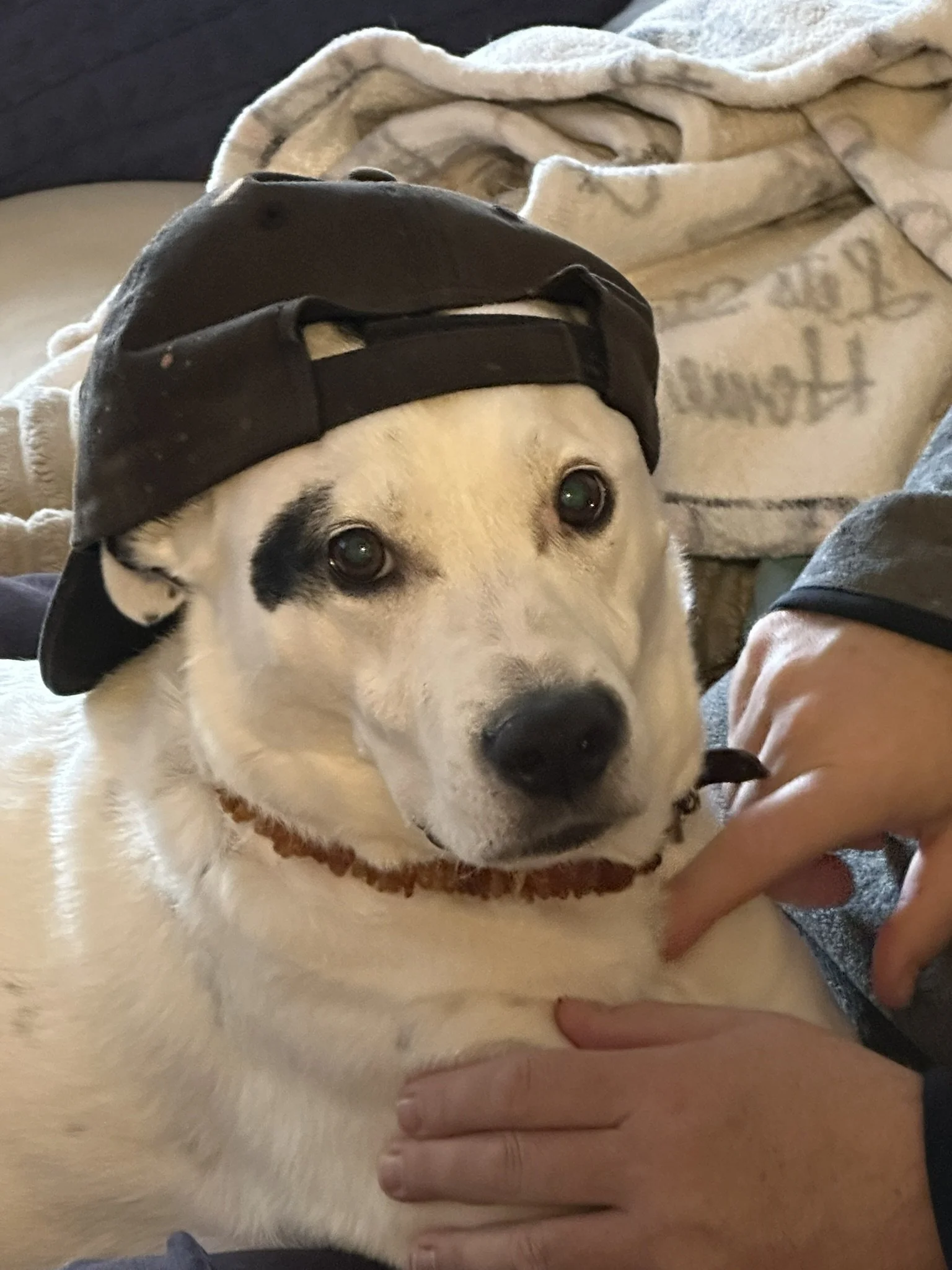 A light-colored dog with dark eyes wearing a black baseball cap backwards and a brown collar, lying on a person's lap.