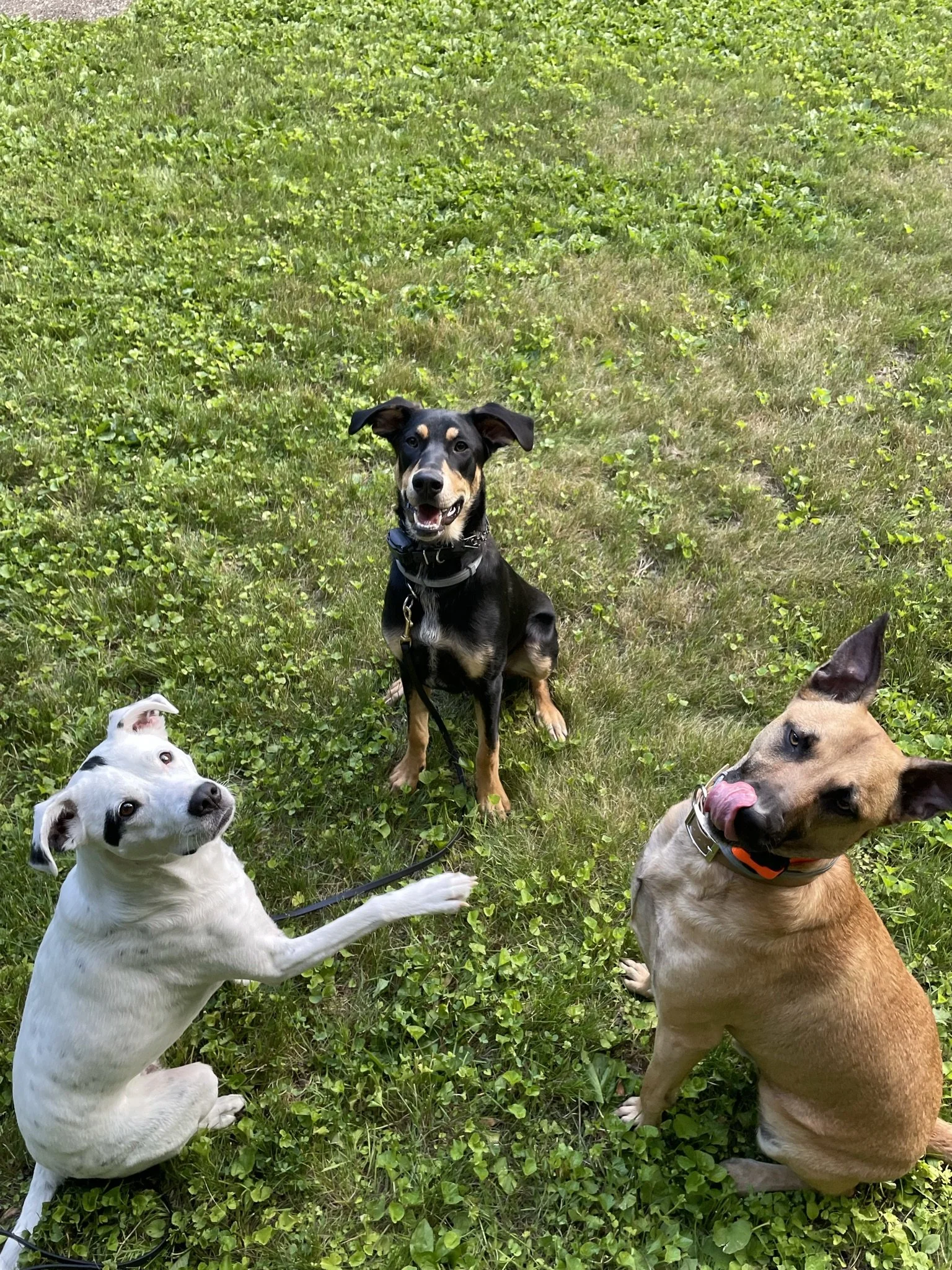 Three dogs sitting on grass in a park or garden area, with green foliage and grass around them.