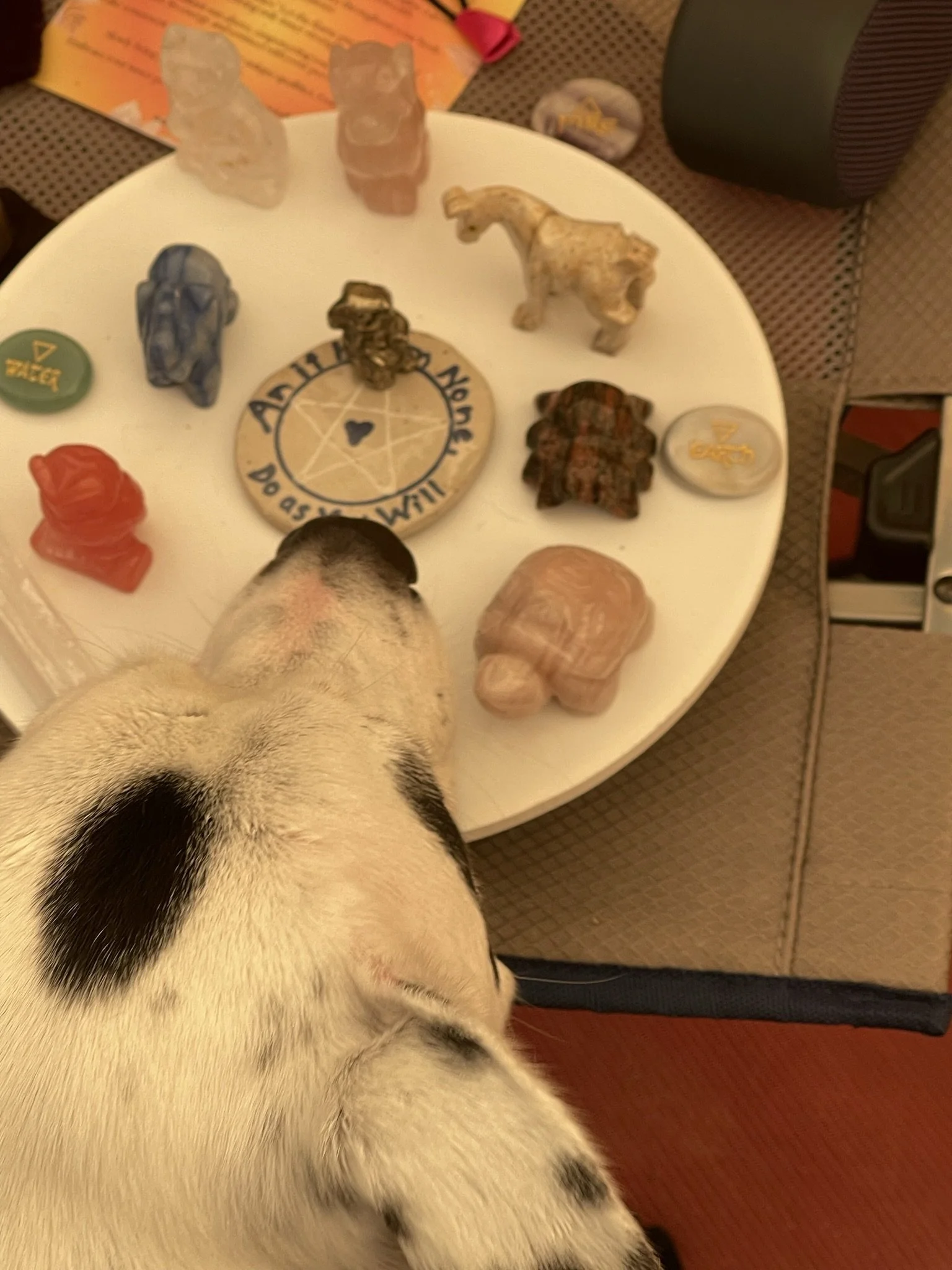 A Dalmatian dog looking at a round white table with various crystals, rocks, and small figurines placed on it.