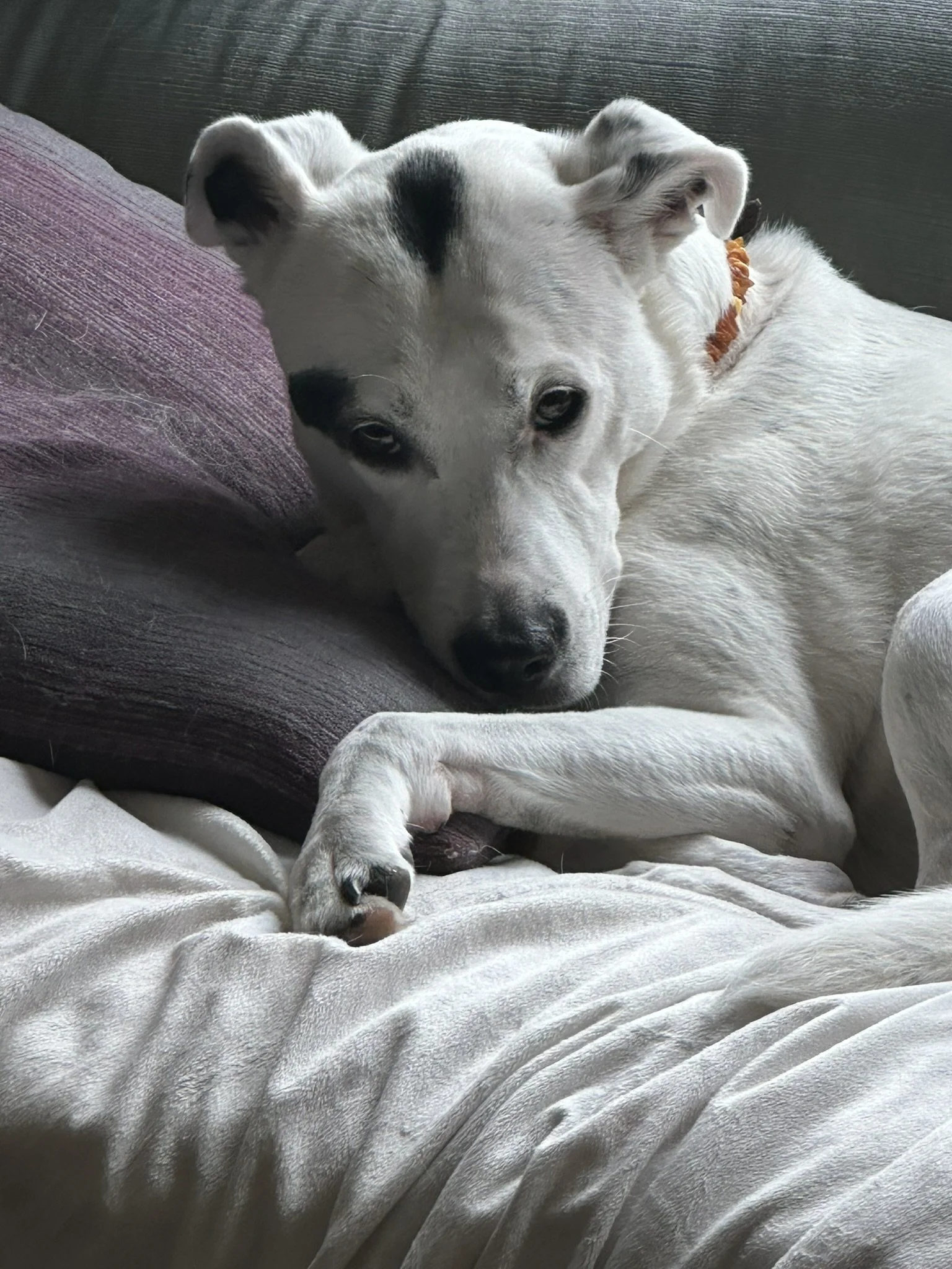 A white dog with black markings resting on a couch, lying with its head on a purple pillow and its paw resting on a white blanket.