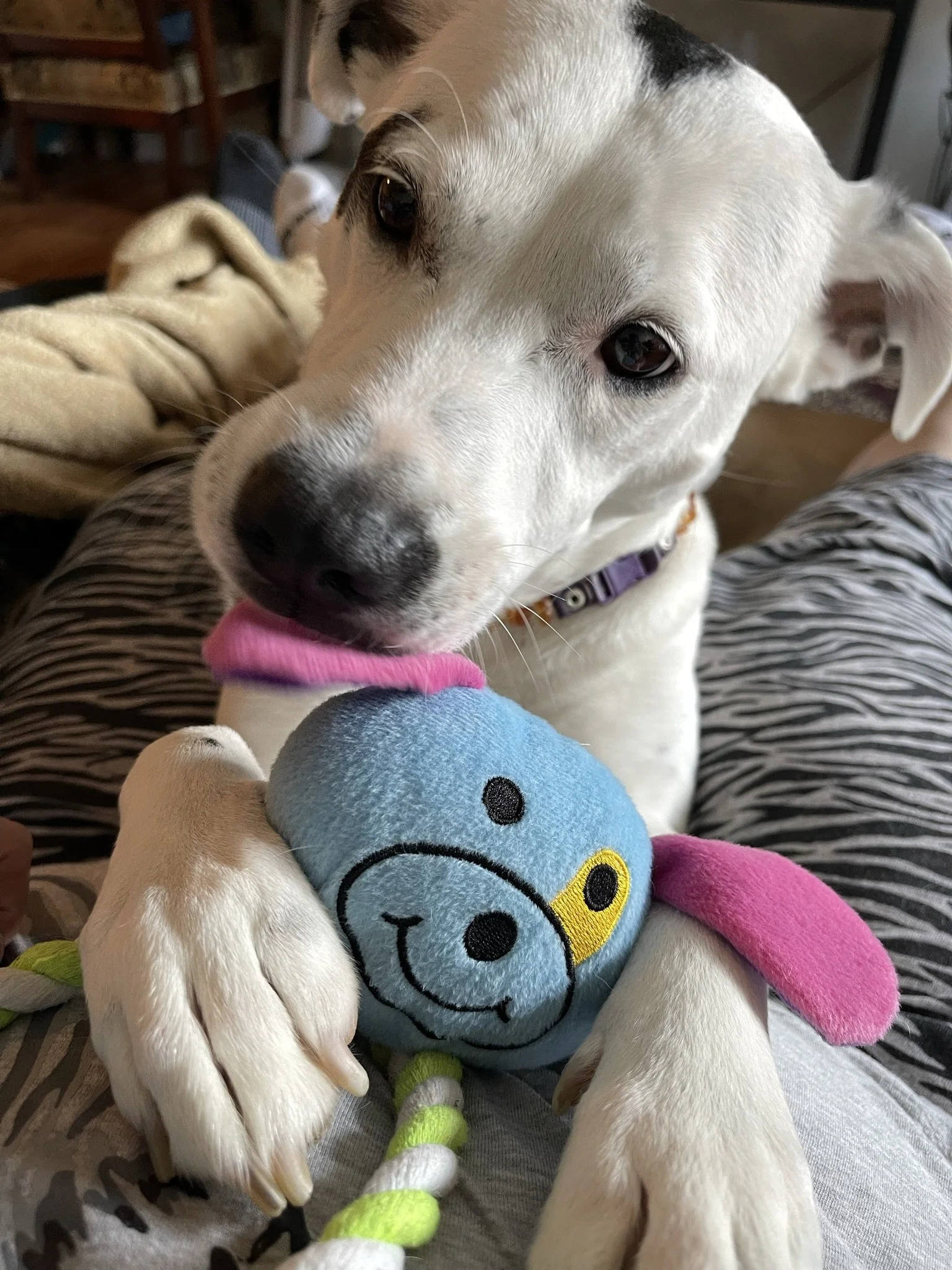 A white dog with black markings on its face, holding a blue plush toy with a smiling face and pink ears, sitting on a person's lap.