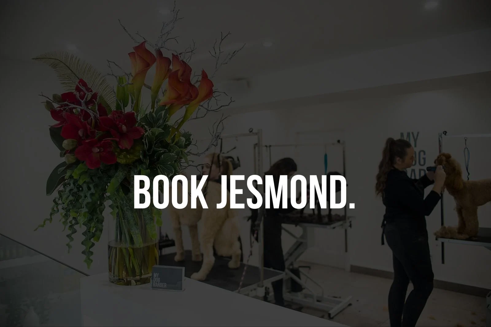 Book appointments online. Jesmond, Newcastle upon Tyne — DOG GROOMING
