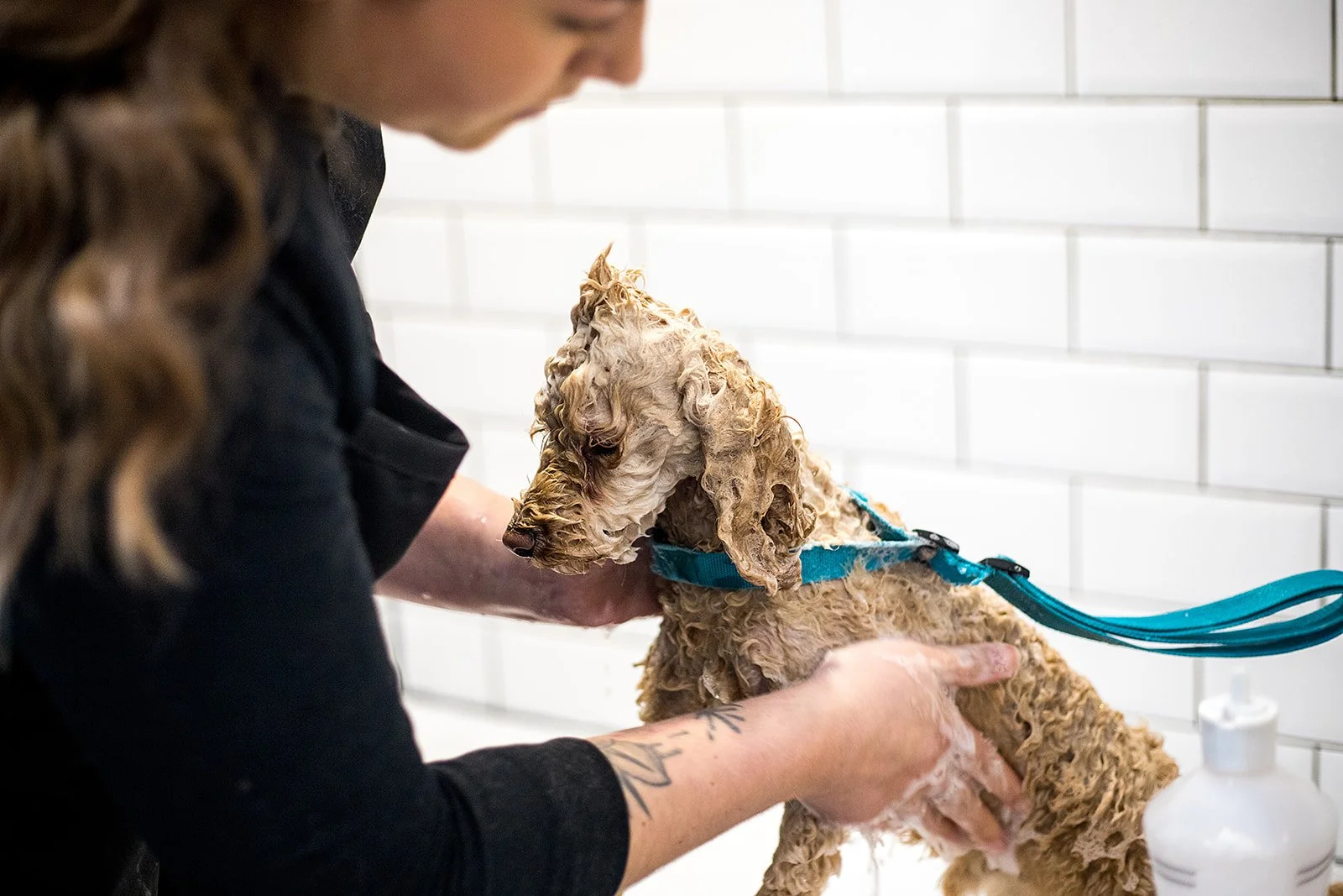 American Kennel Club