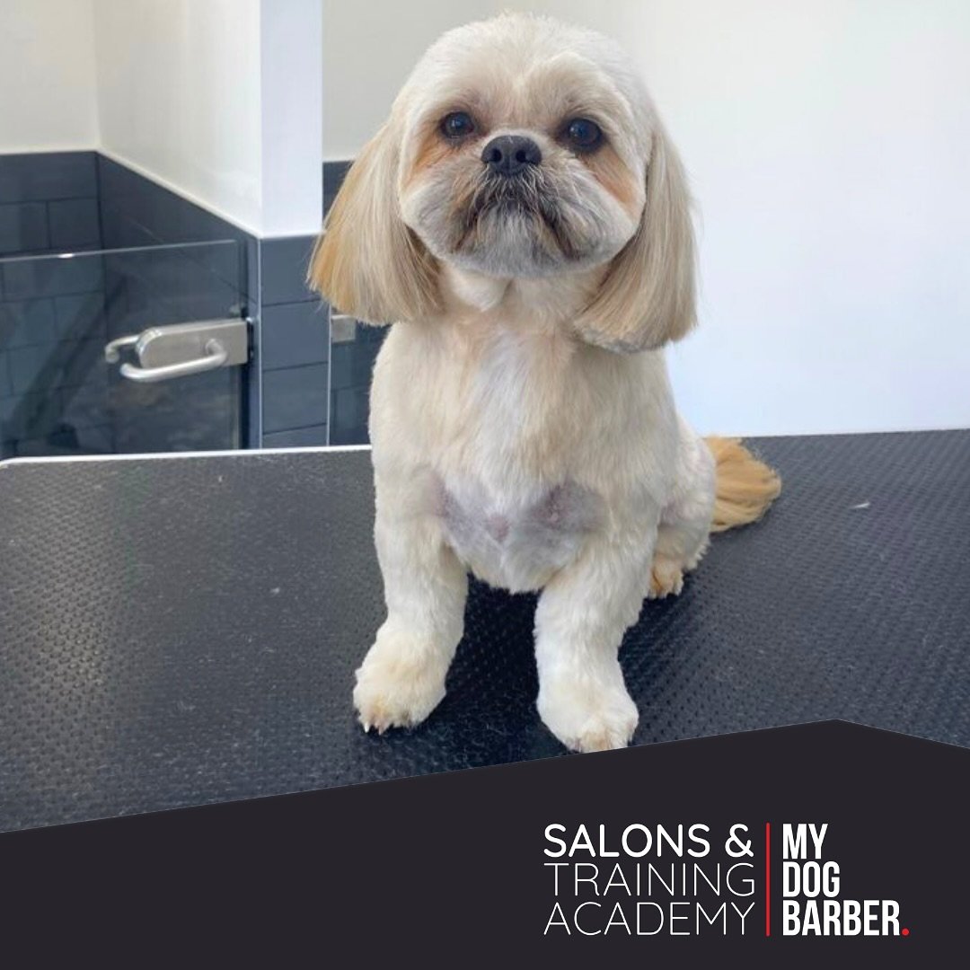 Izzy&rsquo;s got the &ldquo;just stepped out of the salon&rdquo; look and she knows it ✂️ 🐾 

✂️ Styled by Sarah 

#doggrooming #chesterlestreet #lhasaapso #cutedog #newhair