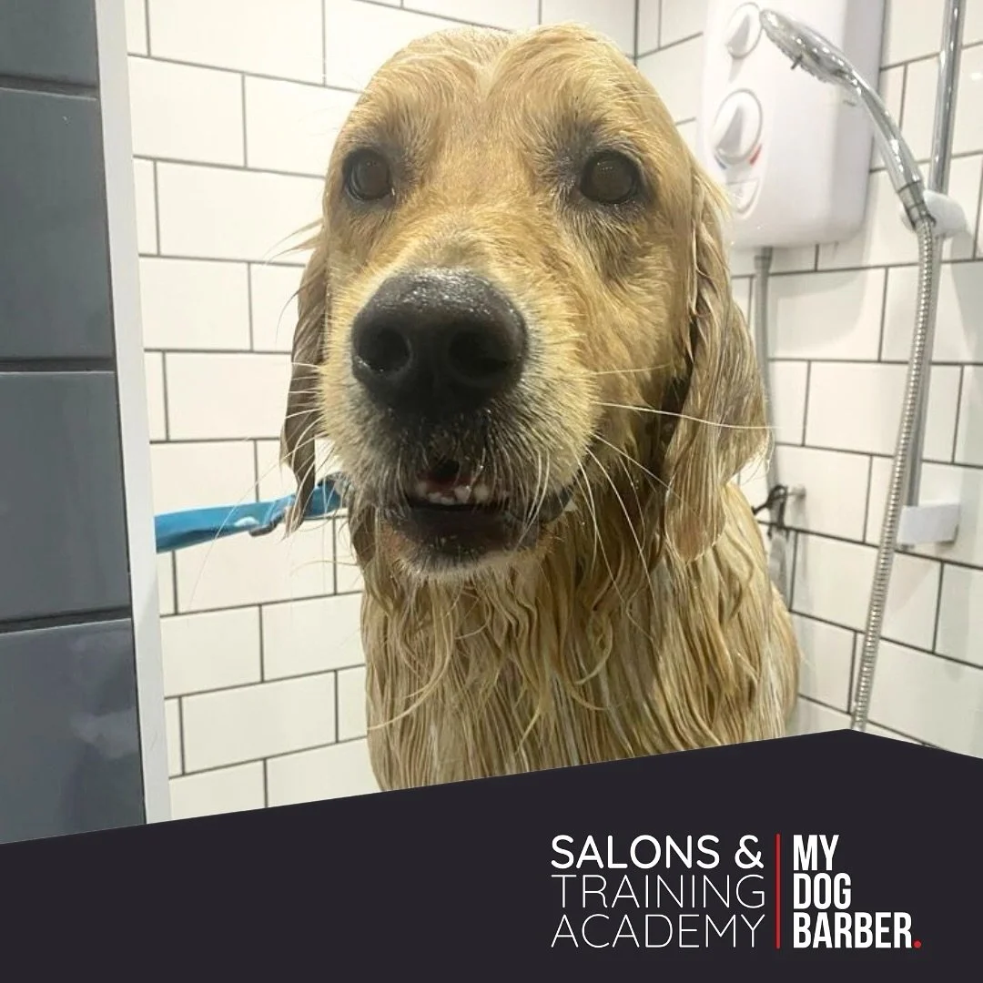 Max is living his best life in the shower today 🚿 he&rsquo;s even enjoying a little upgrade with our new &ldquo;Sensitive Skin Soothe conditioning treatment&rdquo; Perfect for pups with allergies and a taste for the finer things 🐾 

#goldenretrieve
