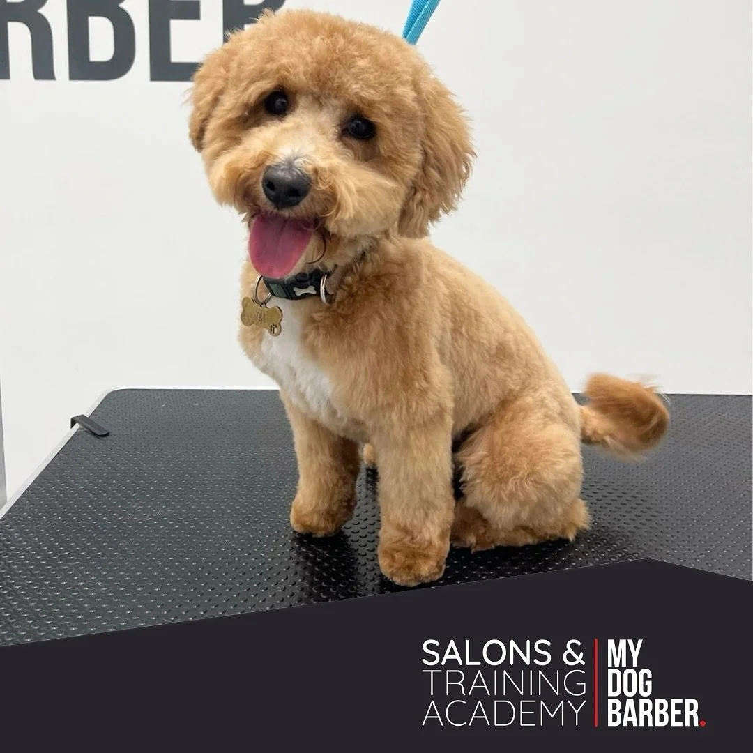 Toffee&rsquo;s rocking that teddy bear look! Soft, snuggly, and stealing hearts all day long! 🐻 ✂️ 

✂️ Styled by Nikita 

#teddy #haircut #doggrooming #jesmond #jeamonddene #doggydaily