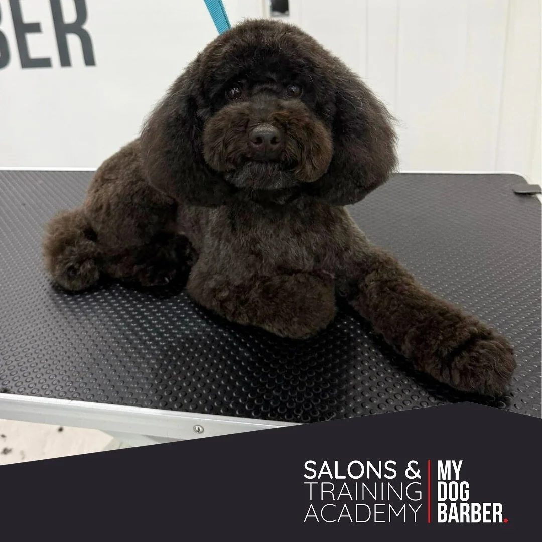 Round and round we go, Obi&rsquo;s fluff is stealing the show! 👑 🐕 

✂️ Styled by Caitlin 

#poochon #lowfell #doggrooming #hairstyle #dogstylist #dogsofthenortheast