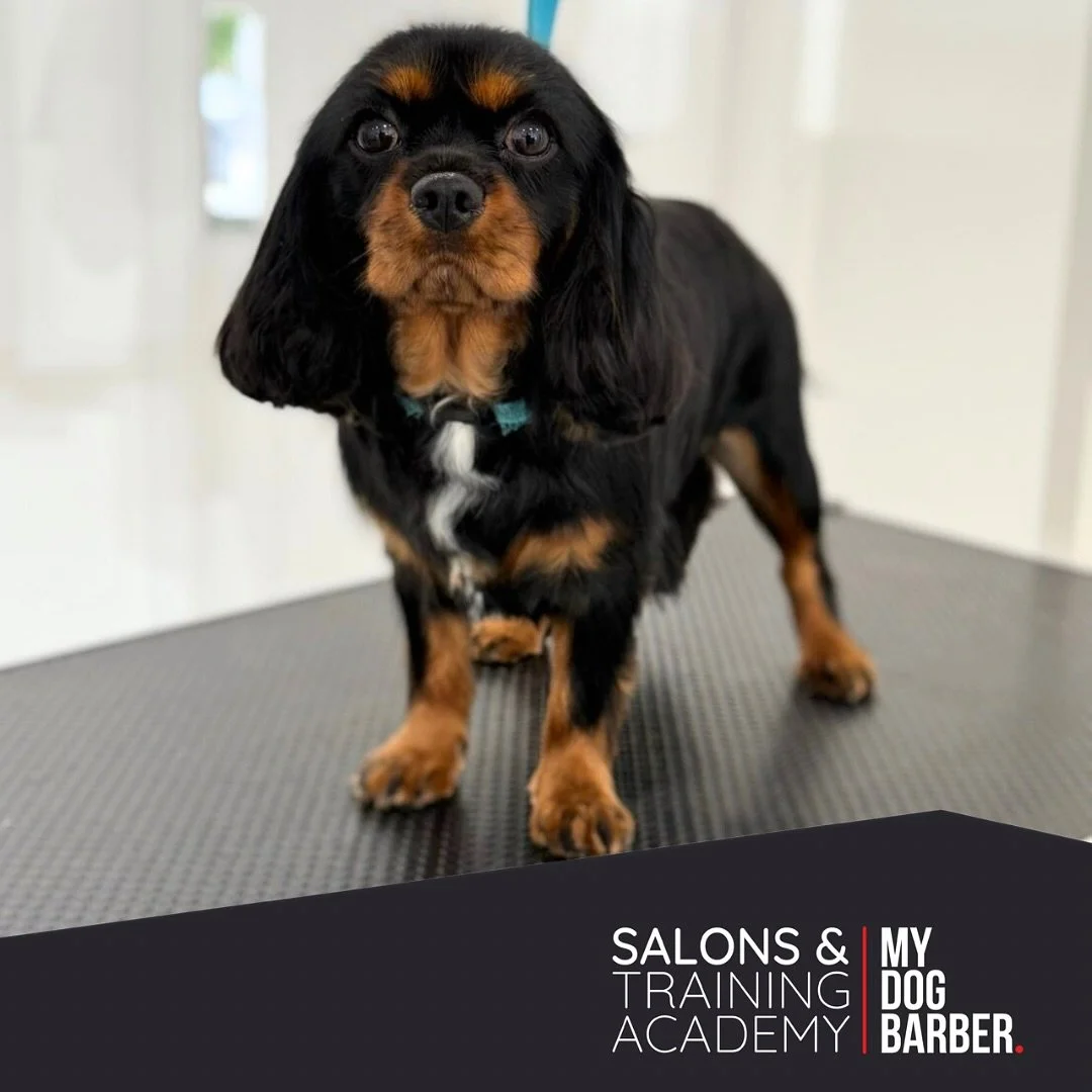 If looking good is a crime, Margo is guilty on all counts 😍 👑 💅🏻 

✂️ Styled by Caitlin 

#kingcharlesspaniel #lowfell #doggroomer #doggydailyfix #dogsofinsta #gateshead