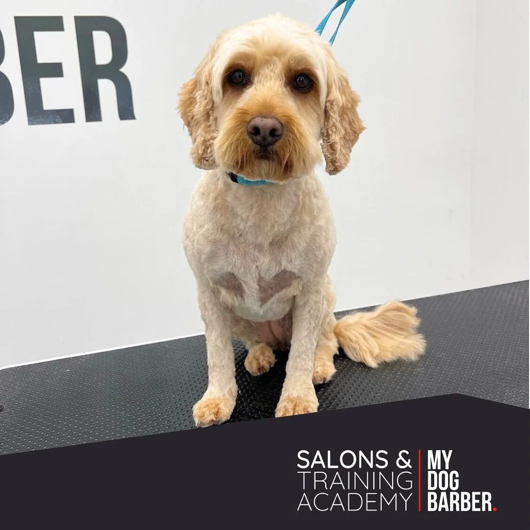 Sun&rsquo;s out fluff&rsquo;s off - Pixie&rsquo;s gone for a summer style ☀️ 🐾 

✂️ Styled by Abbie 

#cockapoo #cockapoo_lovers #jesmond #doggrooming #haircut