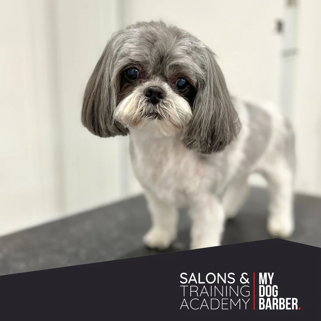 Fresh trim, happy heart 💓 ✂️ 

✂️ Sammie - Styled by Grace 

#shihtzusofinstagram #shihtzu #doggroomer #lowfell #gateshead #doggrooming #shihtzusgram