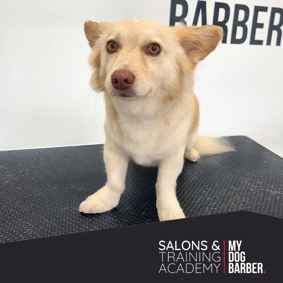 Fox by name, fresh by nature- this glow up is giving main character energy 🦊 ✨ 

✂️ Styled by Paige

#fox #doggrooming #jesmond #jesmonddene #dogslover
