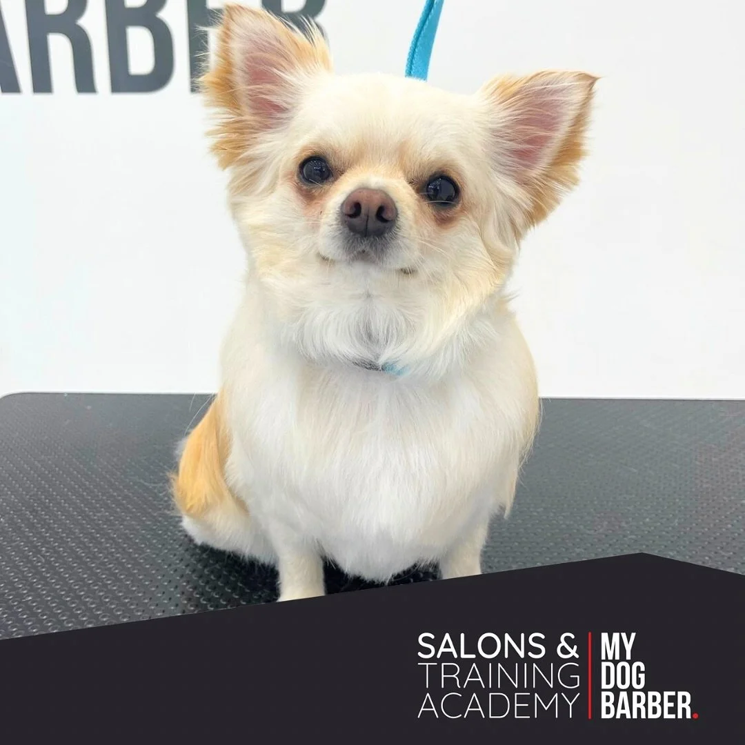 Paws up 🐾 if you&rsquo;re loving this fresh look 💅 

✂️ Reggie - Styled by Nikita 

#chiuahuasofinstagram #chiuhuahua #jesmond #gosforth #jesmonddene #doggroomingsalon
