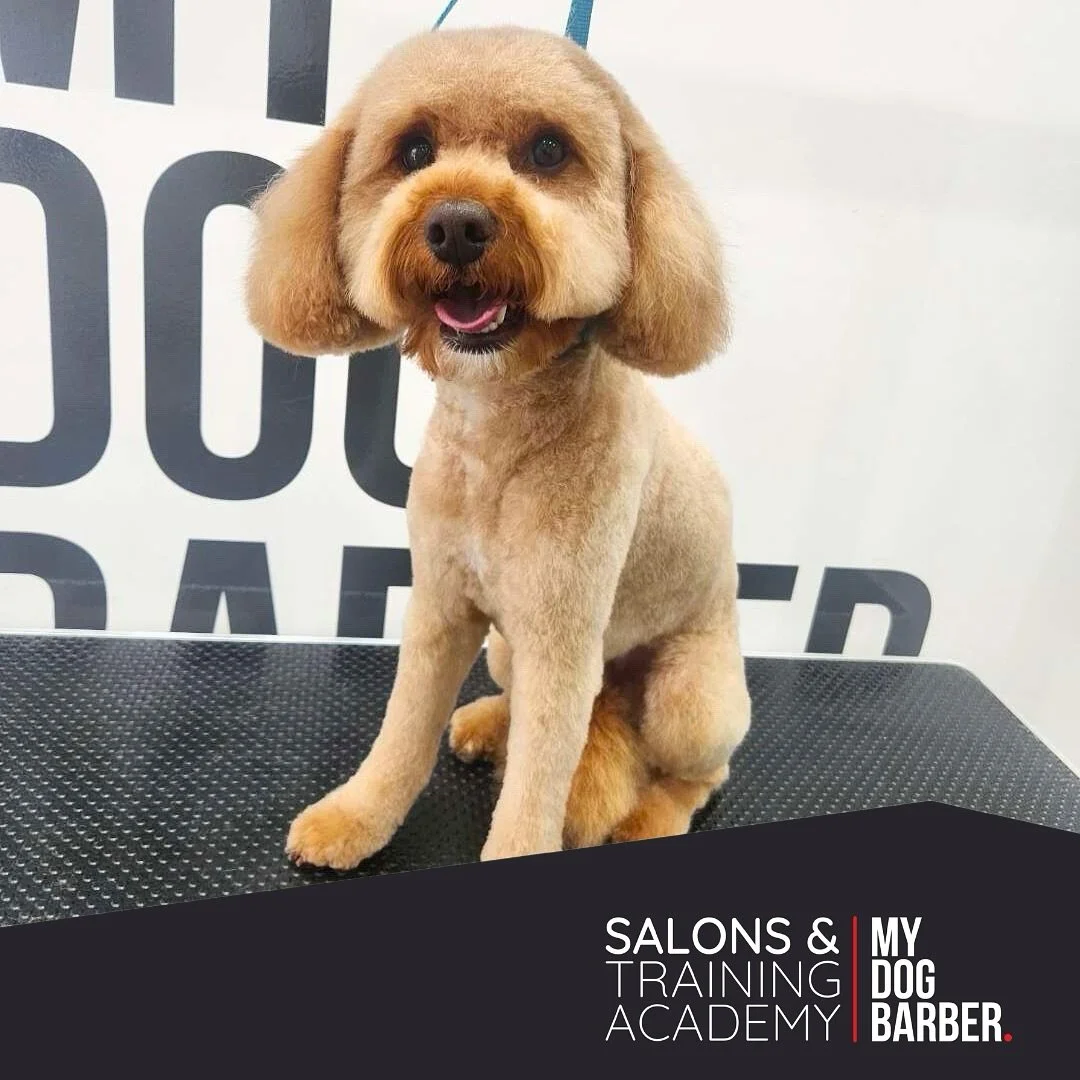 Fresh trim, happy grin 😀😍

✂️ Winston - Styled by Paige 

#cockapoo #cockapoo_lovers #doggroomer #jesmond #jesmonddene #newcastleupontyne