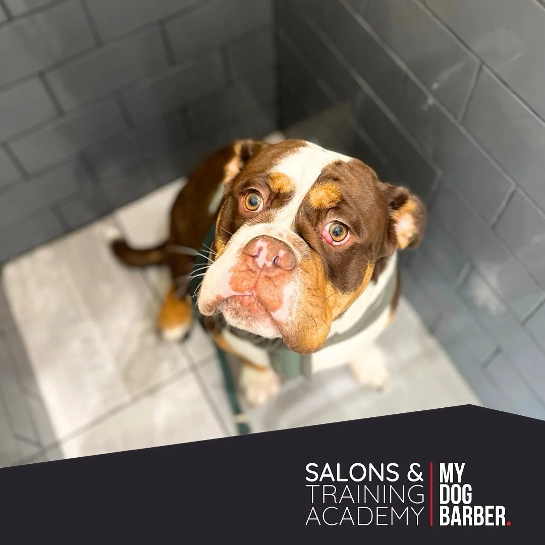 Thor&rsquo;s face says it all&hellip; nothing beats that post bath feeling 🐶 🐾 

#doggrooming #bulldog #britishbulldog #chesterlestreet #bathanddeshed