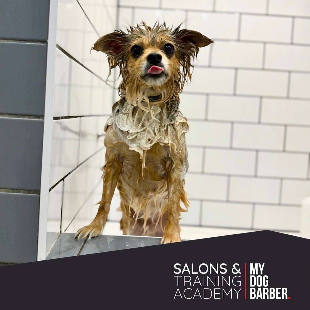 Mila enjoying our Silky Coat Restore treatment ✨ it&rsquo;s perfect for keeping coats soft, shiny and tangle free 🐾 

#chesterlestreet #doggrooming #chiuahuasofinstagram #cutedogs #spa #dogdaily