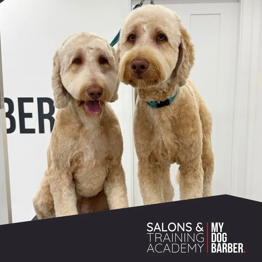 Rosie &amp; Jim 🎶❤️

#lowfell #doggrooming #dogsofthenortheast