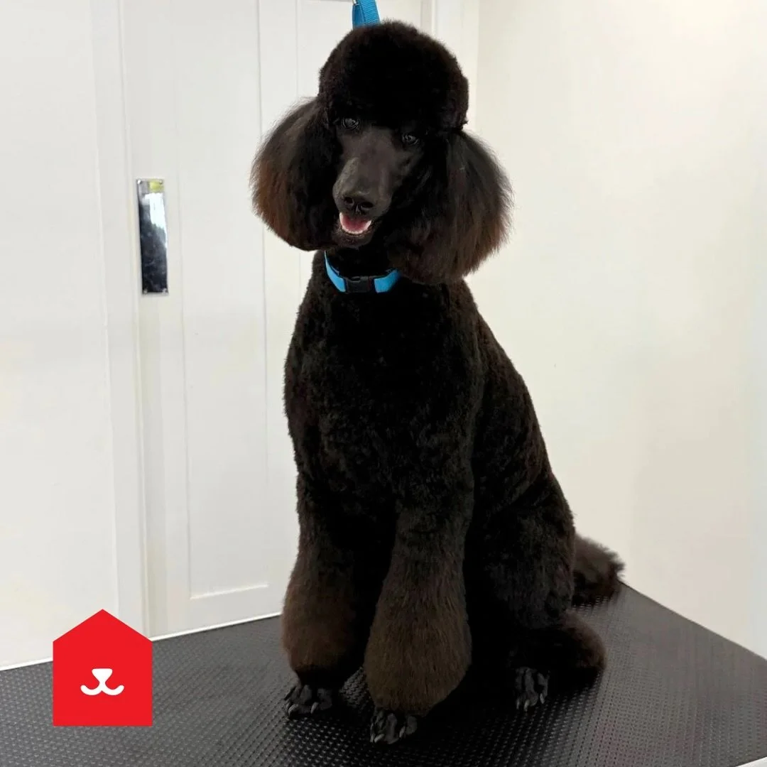 🍒 🐩 Cherry looking absolutely fabulous! 🐩 🍒 

Our gorgeous poodle Cherry popped in for her monthly pamper with our salon manager Caitlin, and just look at that style! 😍💖

Regular visits help keep her coat in top condition and her style looking 
