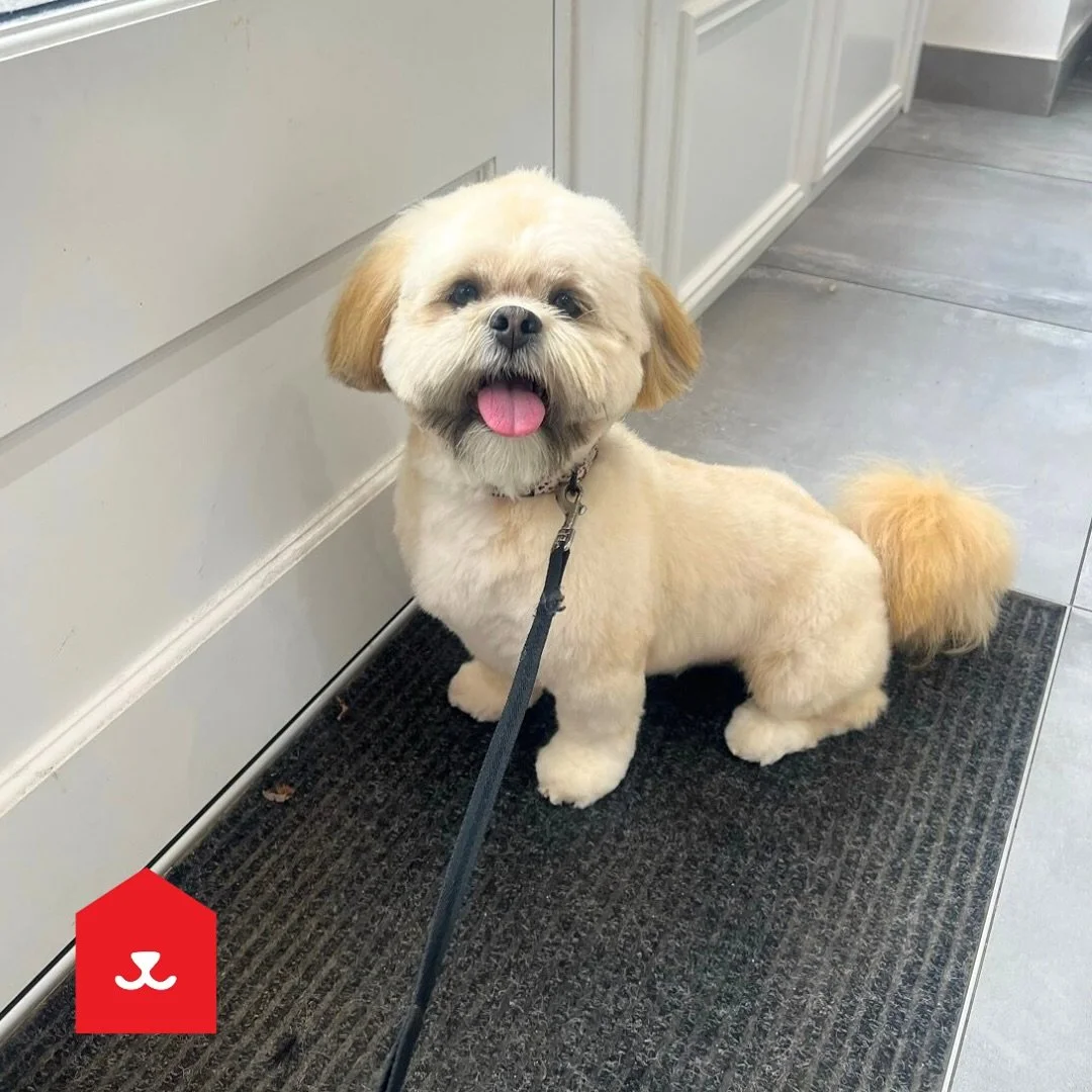 Beautiful Binx ✨ 
Freshly groomed, looking fluffy and ready to head come after his pamper 🐾 

#doggrooming #doggroomer #dogoftheday #lhasasofinsta #chesterlestreet