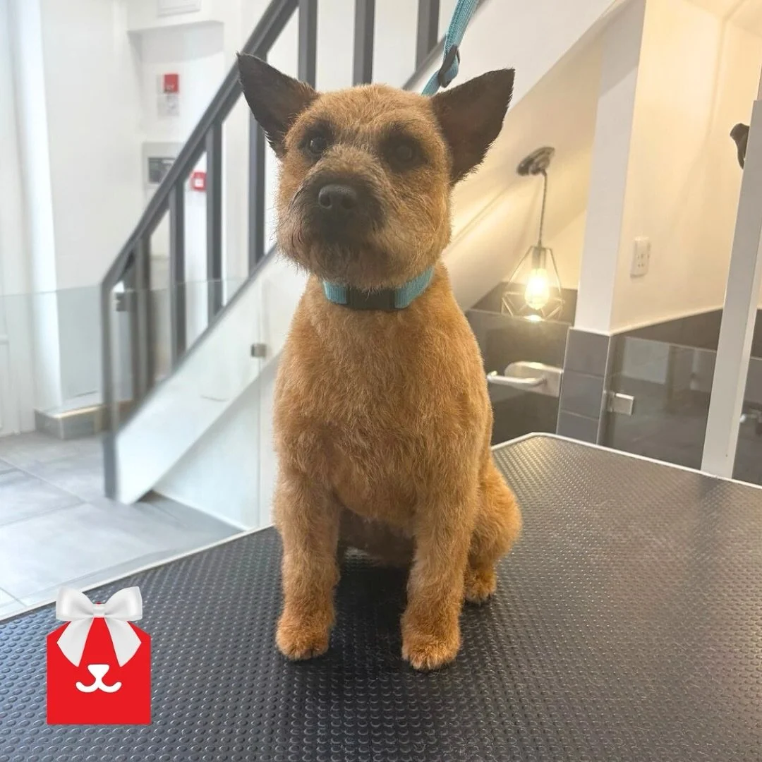 How beautiful is Remi 😍 

She&rsquo;s been freshly styled by our stylist Sam at our Chester le Street salon ✂️

#lakeland #lakelandterrier #chesterlestreet #newhair