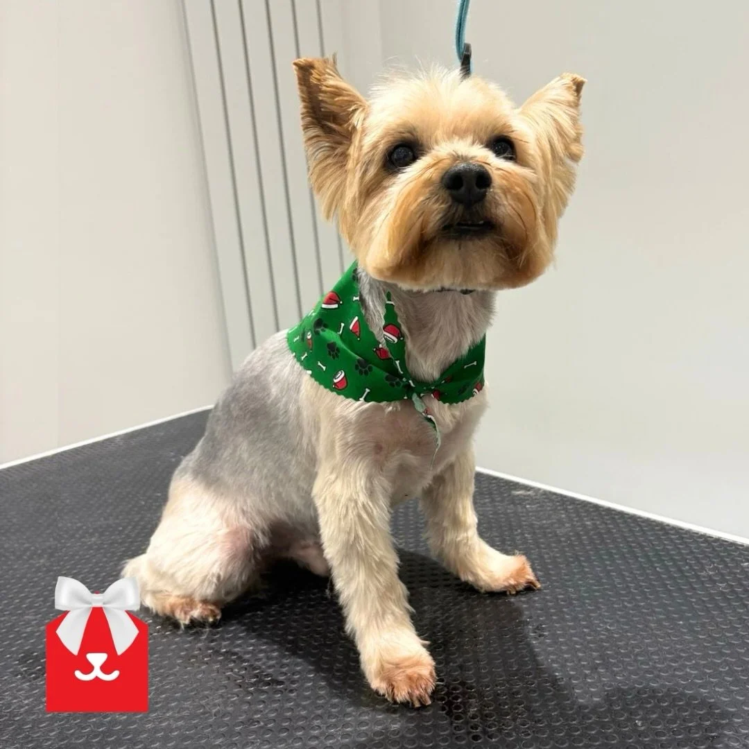 Looking fresh and smelling festive, Bruce enjoyed our Christmas spa with his groom at our Chester le Street salon 🍒🎄 

#doggrooming #yorkshireterrierlove #yorkiegram #chesterlestreet