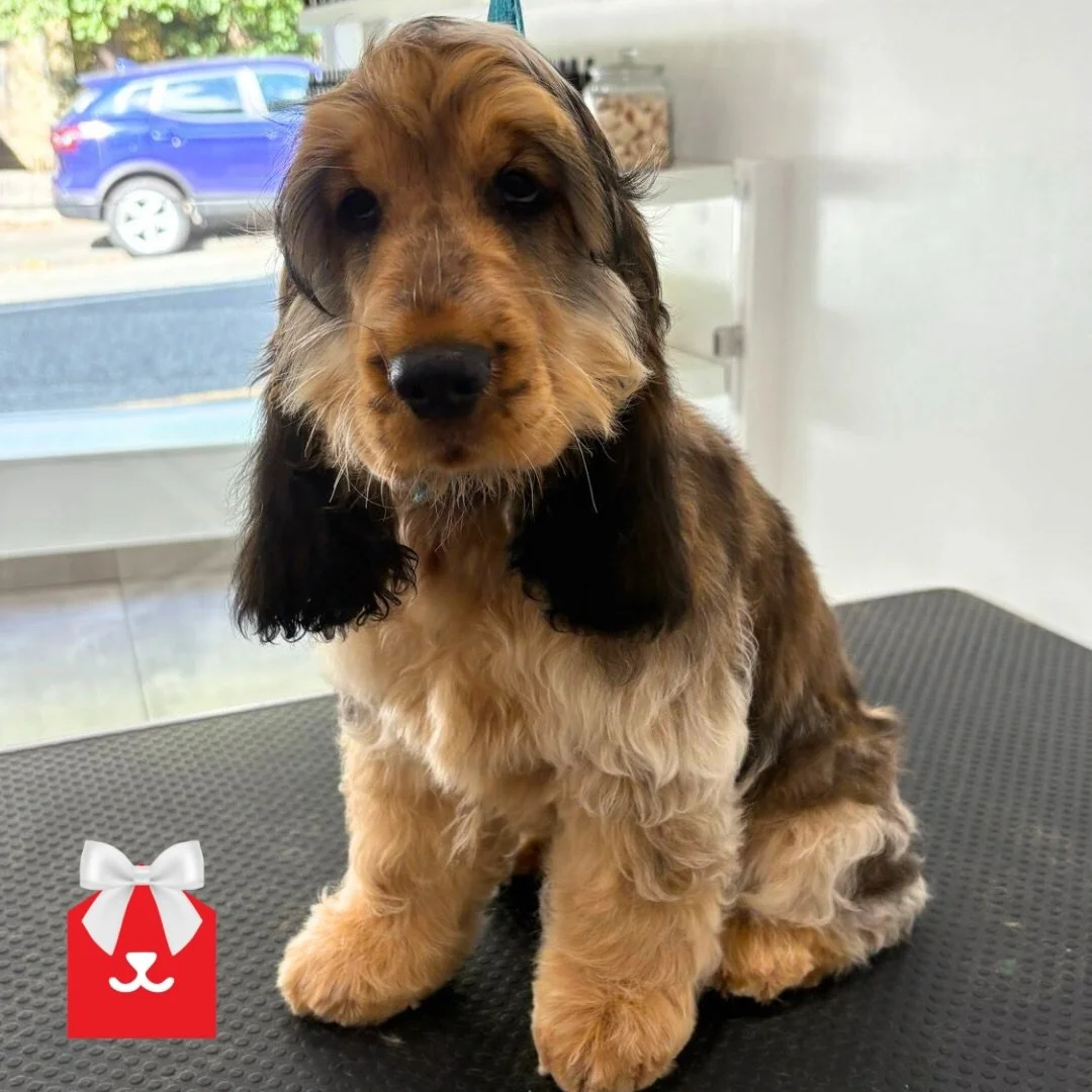 Meet Scout 💙

This gorgeous cocker visited our Low Fell salon for his Puppy Experience, helping him gain confidence and learn that grooming can be fun and positive. Getting your puppy used to grooming from an early age is really important, and Scout