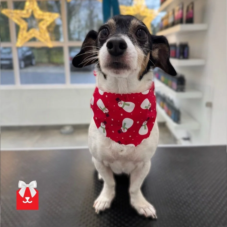 A festive Frosted Cherry moment from each of our salons. Add your festive Spa treatment in salon this month 🍒

📍Jesmond&rsquo;s model is Gina
📍Low Fell&rsquo;s model is Heidi
📍Chester le Street&rsquo;s model is Hamish
📍Blaydon&rsquo;s model is S