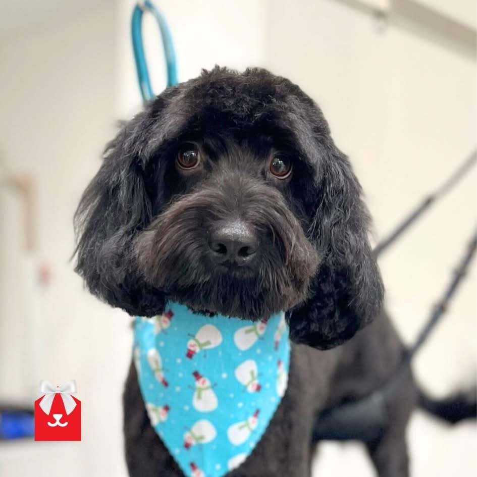 More Frosted Cherry Spa moments featuring
🍒 George
🍒 Seamus
🍒 Minnie 
🍒 Bruno

#doggroominguk #doggroomer #dogsofinsta #lowfell #chesterlestreet #santaready