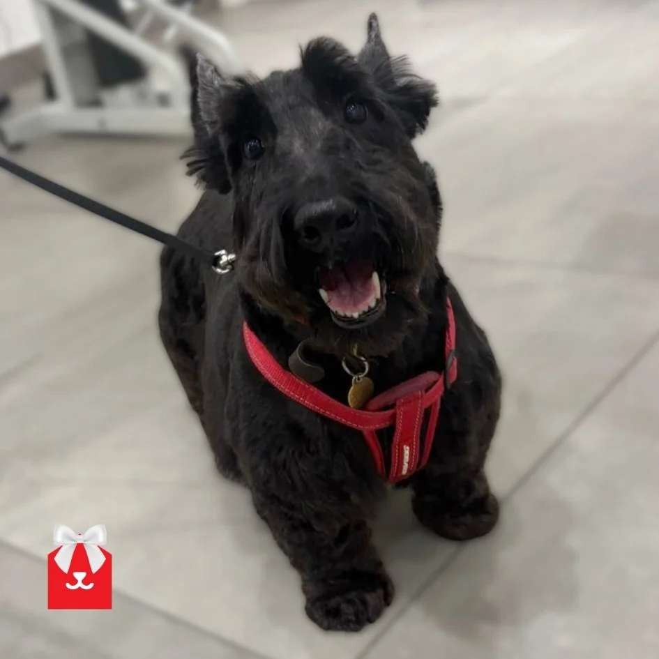 A classic black and white moment from the salons. Four gorgeous dogs, each with their own style. 😍

🍒 Biggles 
🍒 Ted
🍒 Minnie 
🍒 Banjo

#doggrooming #freshtrim #doggrooming #doggydaily #blaydon #jesmond #tyneandwear