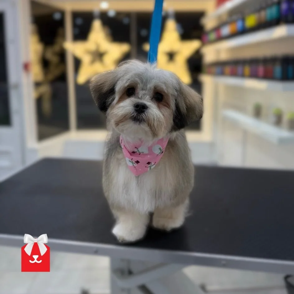 A festive touch in the salons today. Four beautifully styled dogs, all showing off their sweetest puppy faces in our Frosted Cherry bandanas. 🍒 

🍒 Cookie 
🍒 Poppy 
🍒 Coco 
🍒 Sherry

There&rsquo;s a small amount of appointments left on our Chris