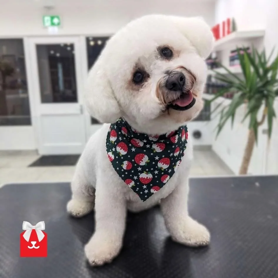 Head tilts galore 🐾 All of them tuning in to the gossip. 

#doggrooming #haircut #dogsofinstagram #headtilt