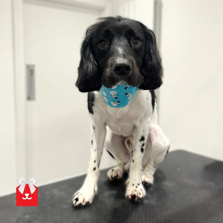 A snapshot of recent salon visitors. Festive finishes all round 🎄🎄