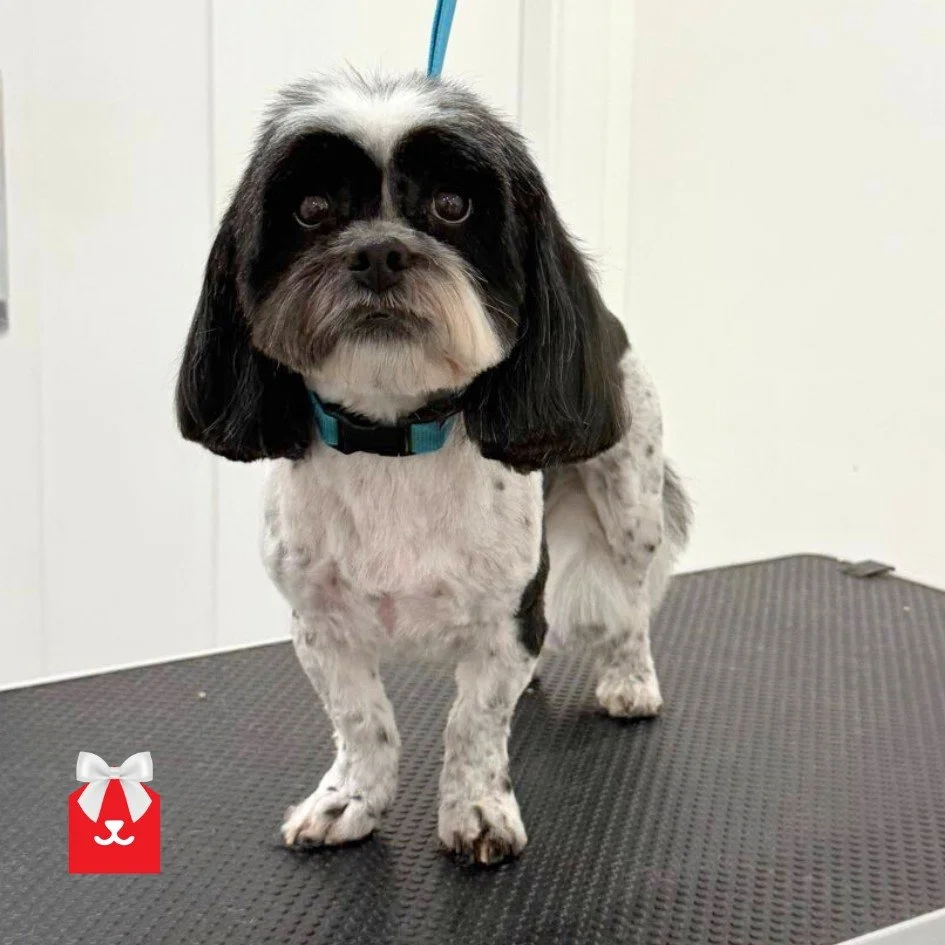 Say "Hi" to Luna, Luna, Luna &amp; Luna 👋