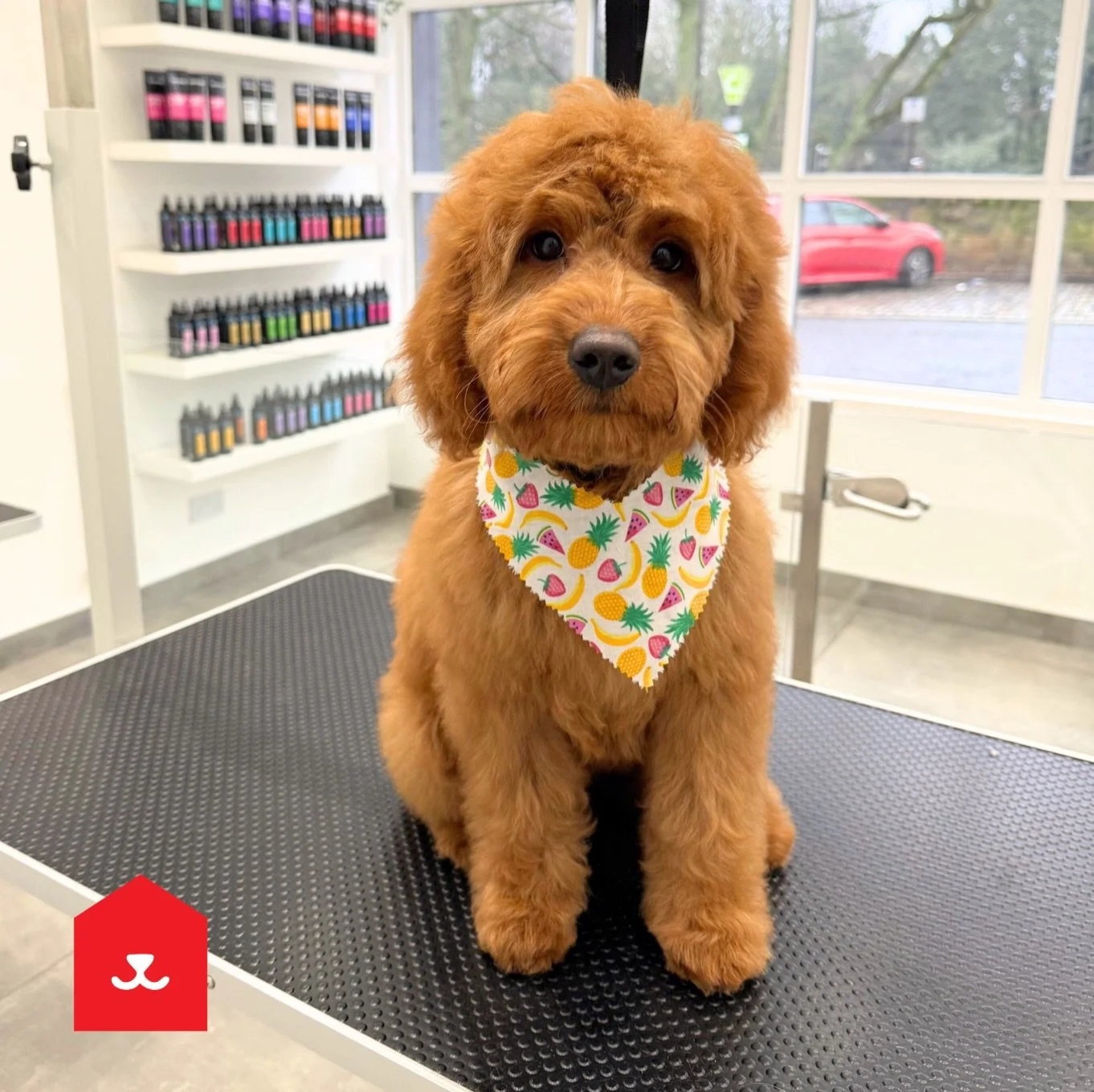 Meet Maggie the Labradoodle puppy 🐾

At just 16 weeks old, Maggie visited our Jesmond salon for her very first puppy grooming experience. During her visit, she was gently introduced to the new sounds, smells and sensations of a professional grooming
