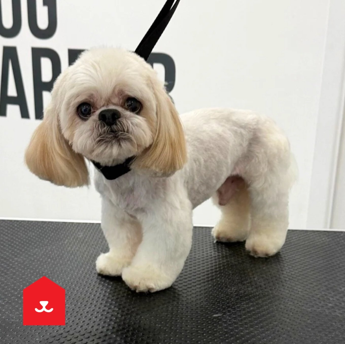 Milo 💙
📍Low Fell

#lhasa #lhasa_apso #lowfell