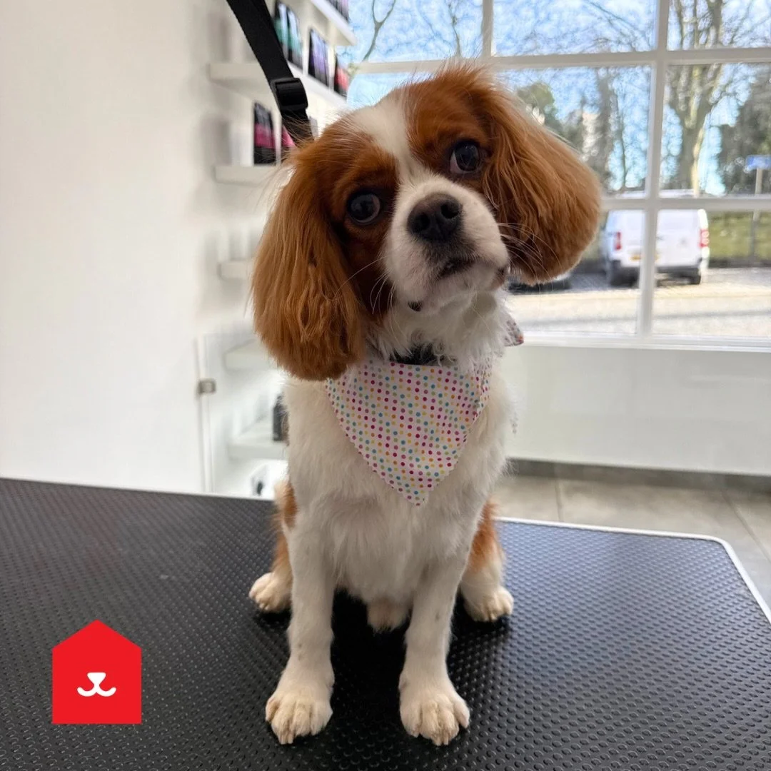 A few of our recent visitors to our Jesmond Salon 💕

💙 Cooper
💚 Gus
💜 Gabby
🩷 Fendi 

#dogrooming #newcastleupontyne
