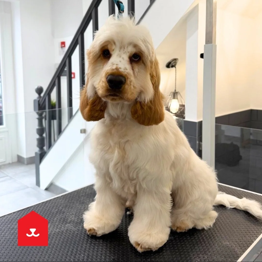 Meet Albie 🧡

At just 6 months old he&rsquo;s beginning to develop his adult coat and will soon be ready for his first hand strip. This technique is ideal for silky spaniel coats. 

Today&rsquo;s visit was all about keeping him tidy, comfortable and