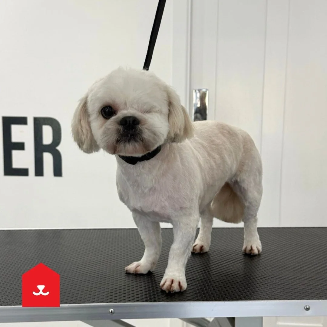 Honey 🍯
Low Fell 📍 

#shihtzu